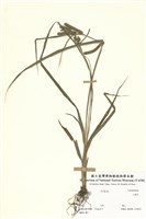 藏品(三棯草)的圖片